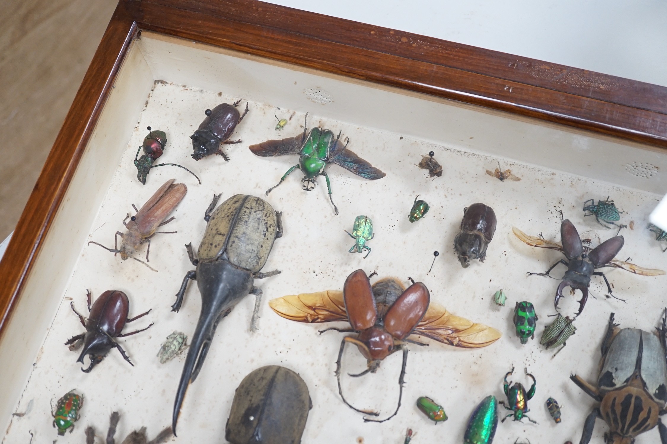 A cased group of early 20th century taxidermic bugs and beetles